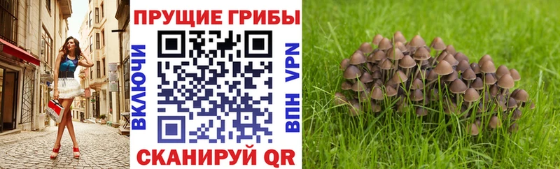 Галлюциногенные грибы GOLDEN TEACHER  даркнет сайт  Дудинка 